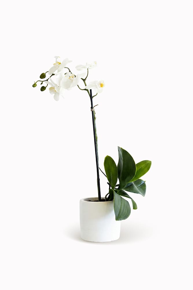 White Mystic Orchid