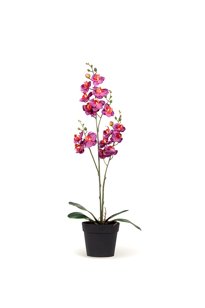 Single Orchid Fuchsia