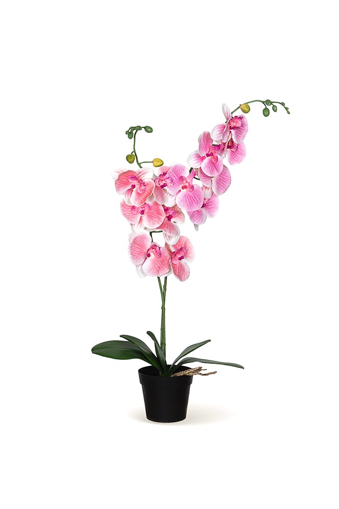Single Orchid Baby Pink