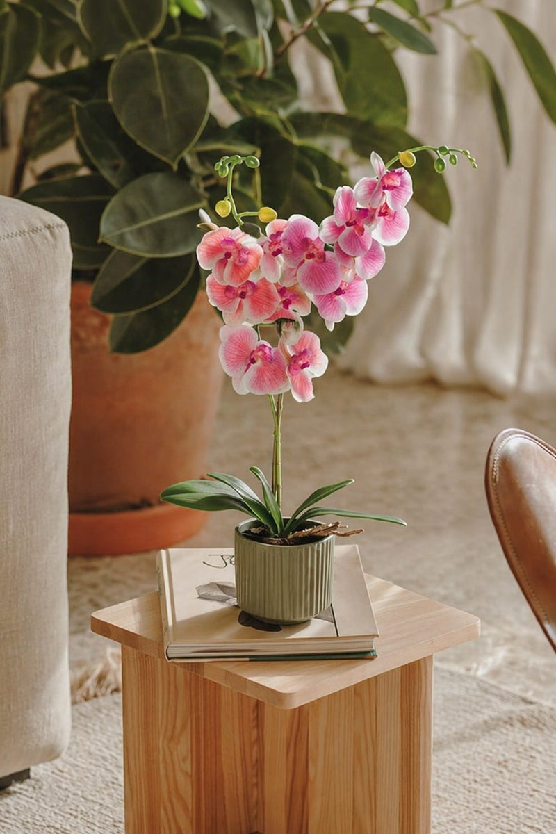 Orchidee Babyrosa Einzeln