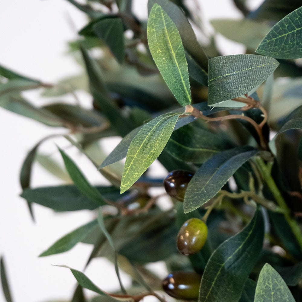 Mediterranean Olive Tree