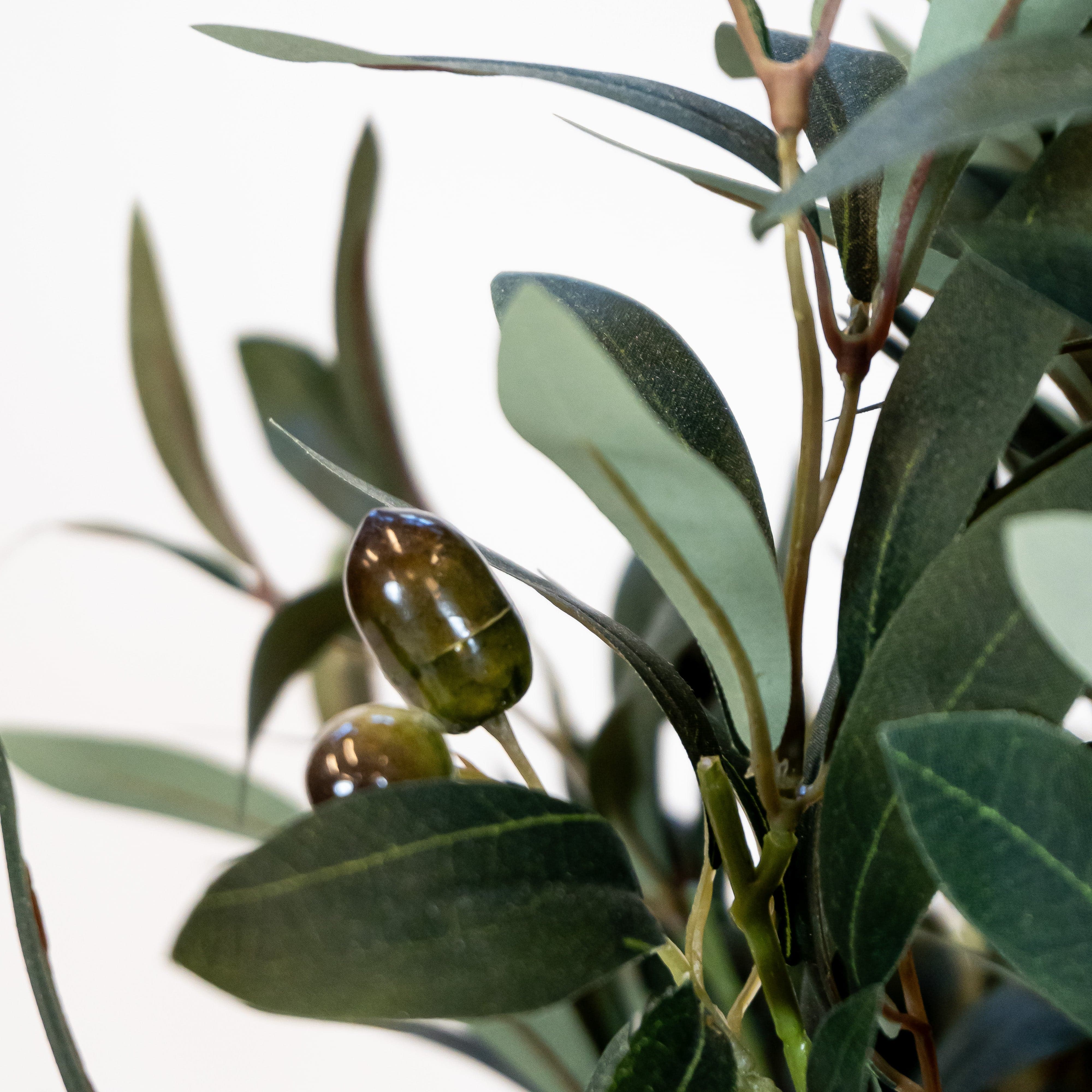 Mediterranean Olive Tree