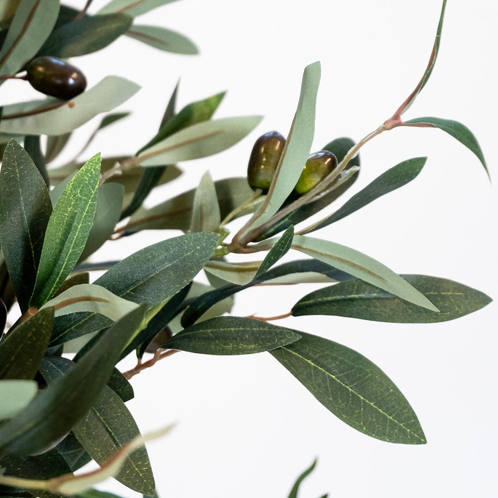 Mediterranean Olive Tree XL