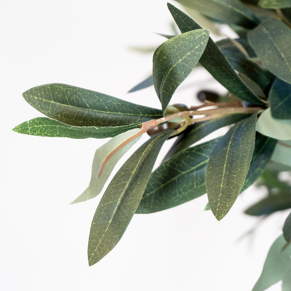 Mediterranean Olive Tree XL