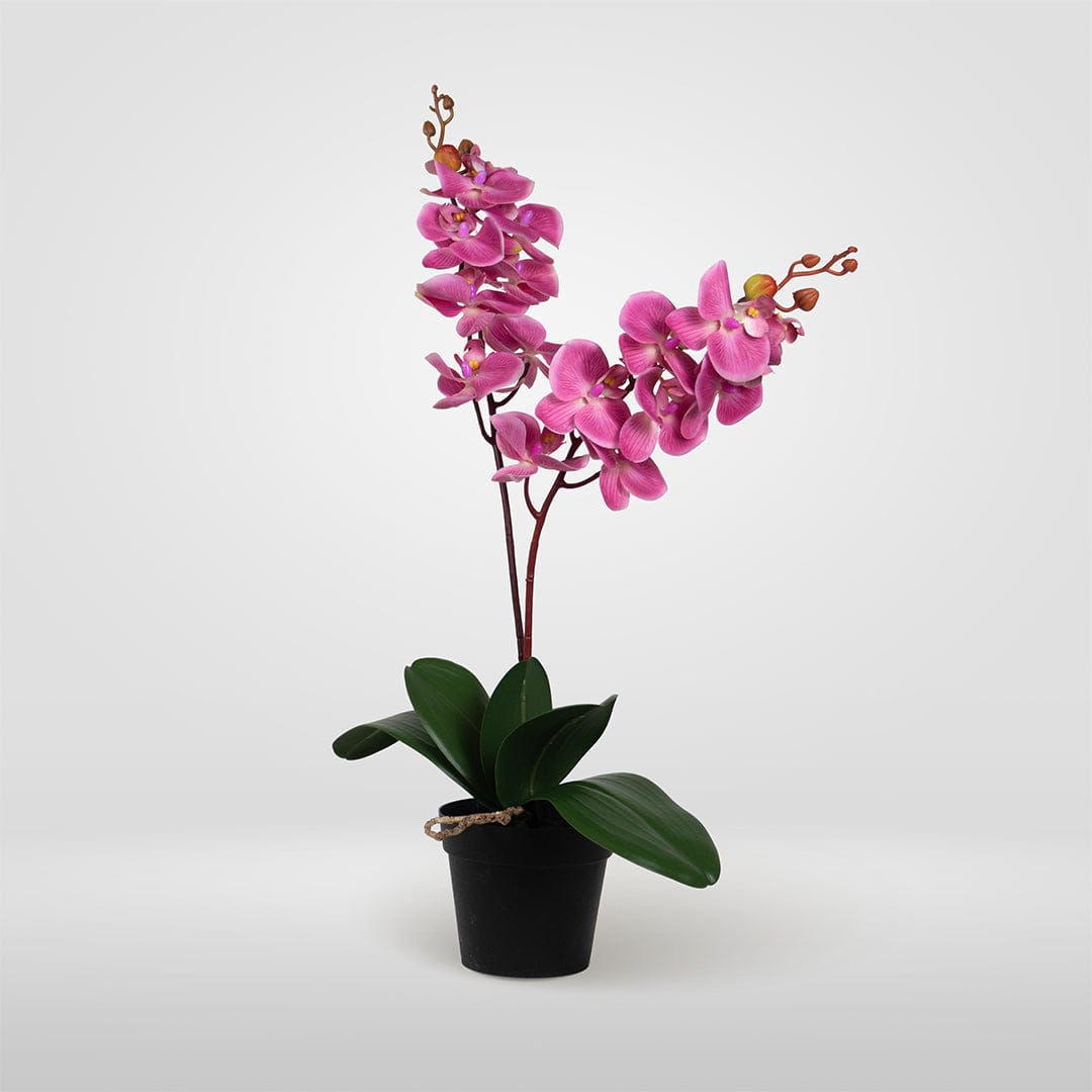 Single Orchidee Bubble