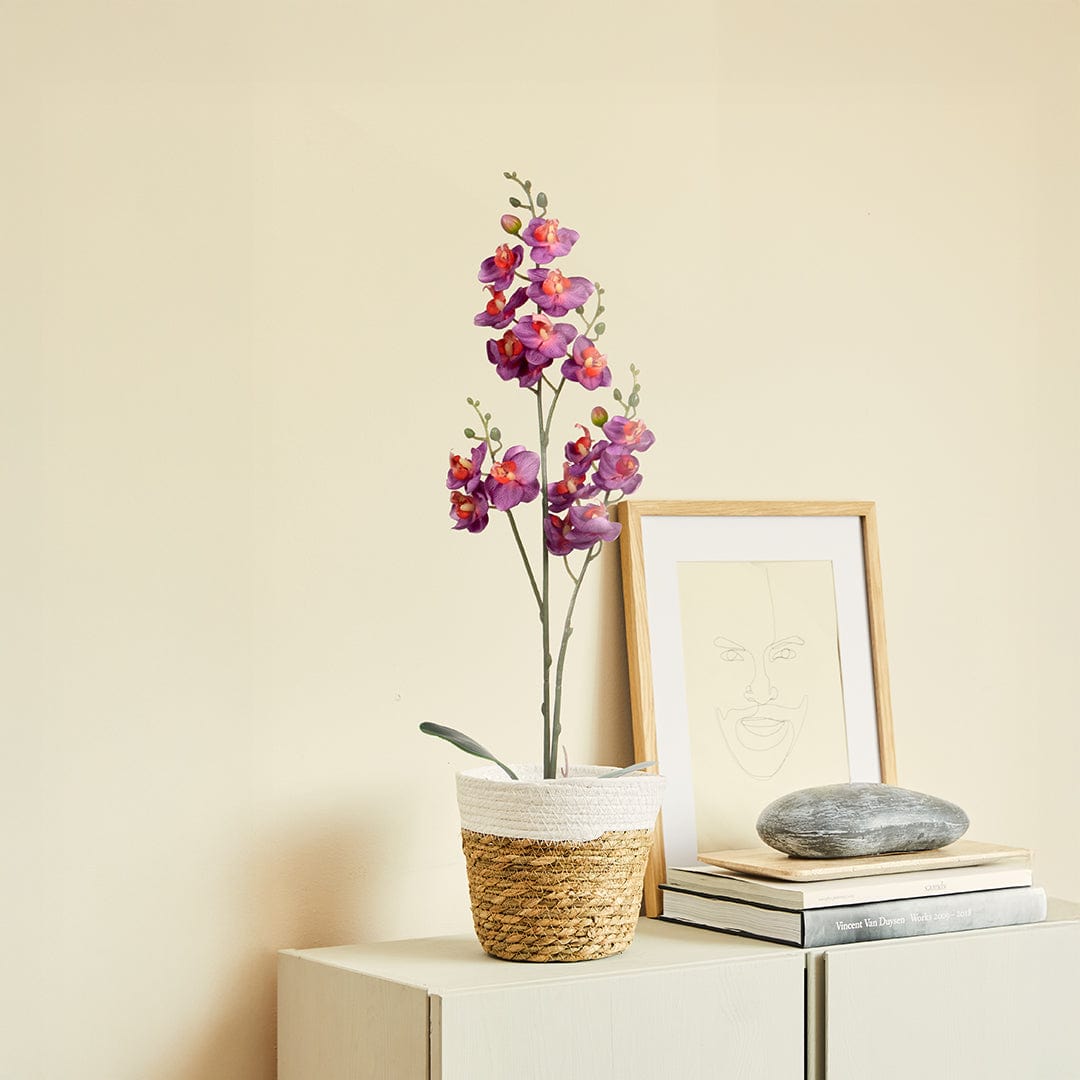 Single Orchidee Fuchsia