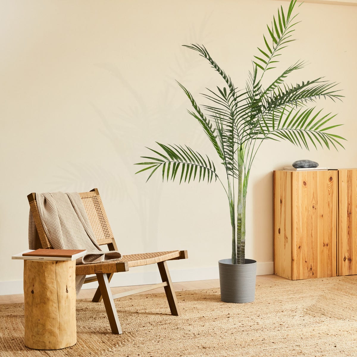 Areca Palm tree XL