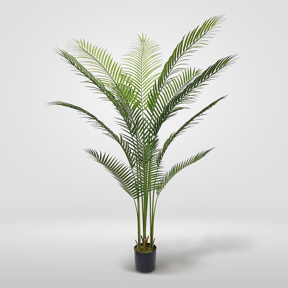 Amazonian Palm