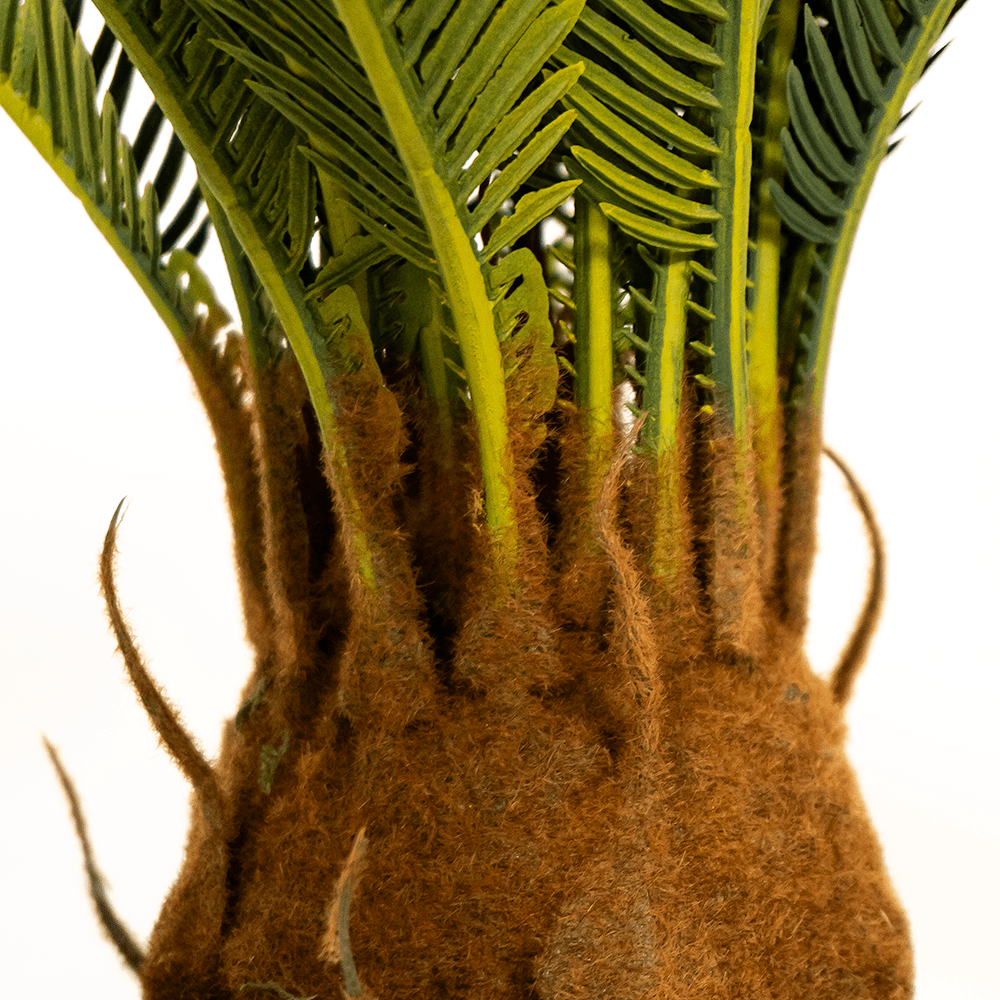 Cyca Palm Tree