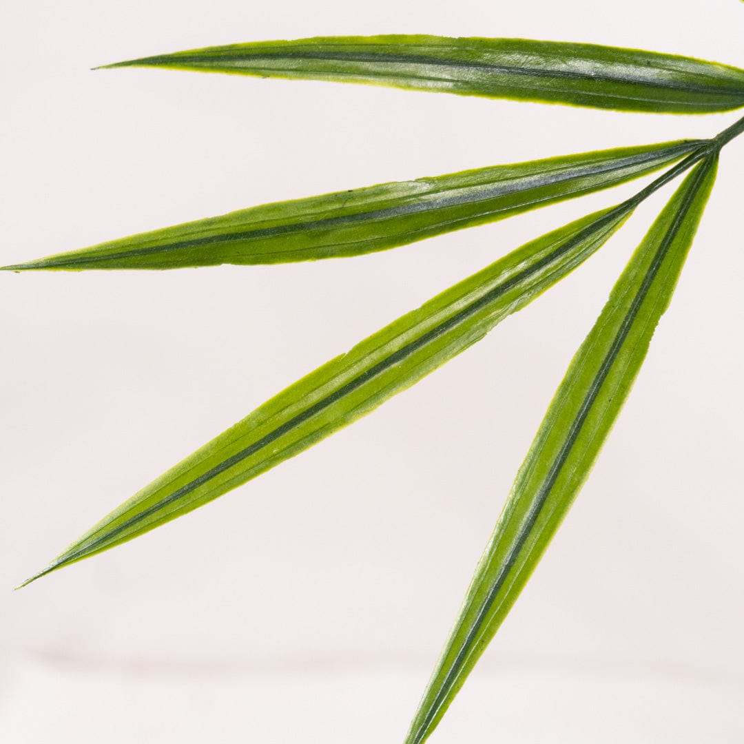 Areca Palme XL