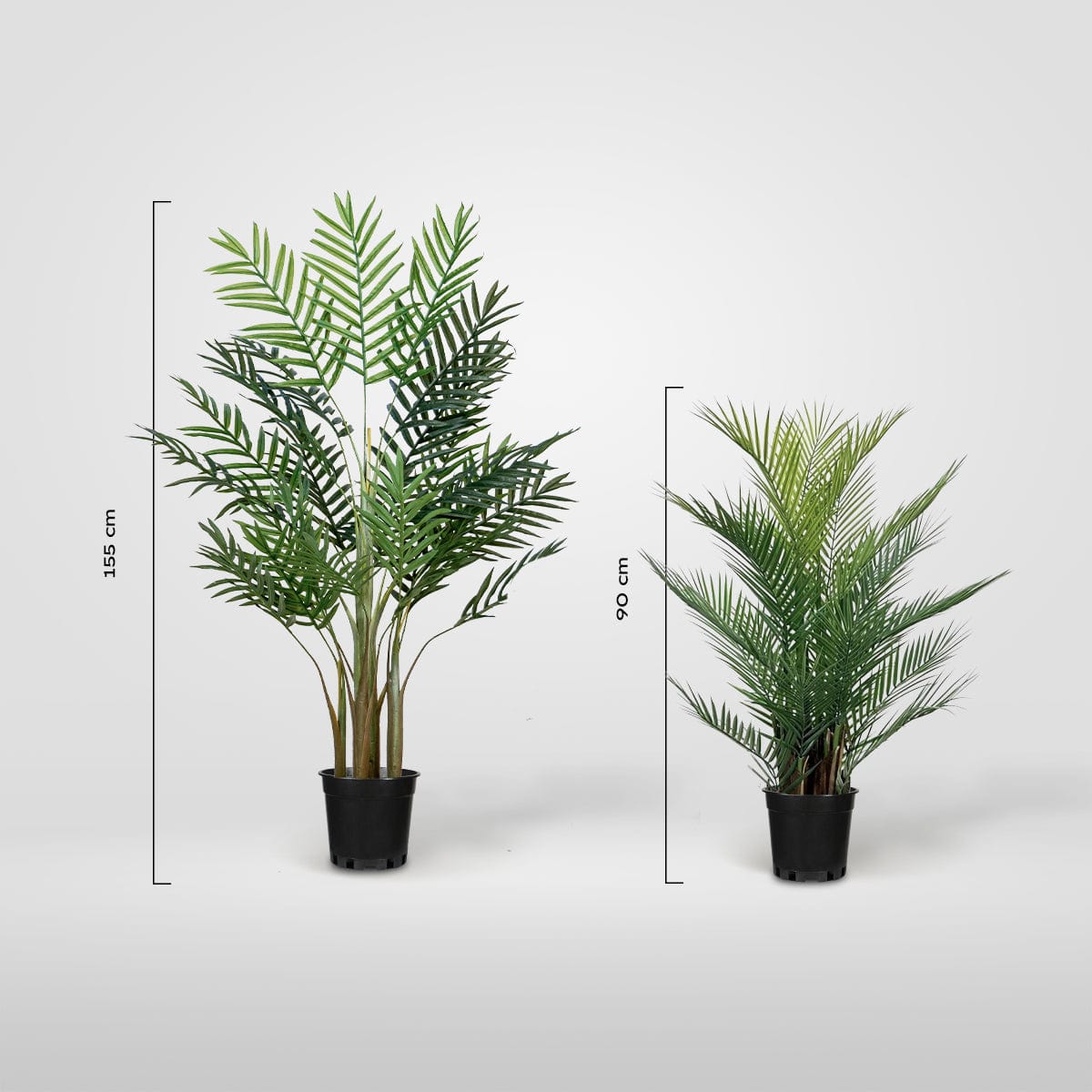 Palma di Areca