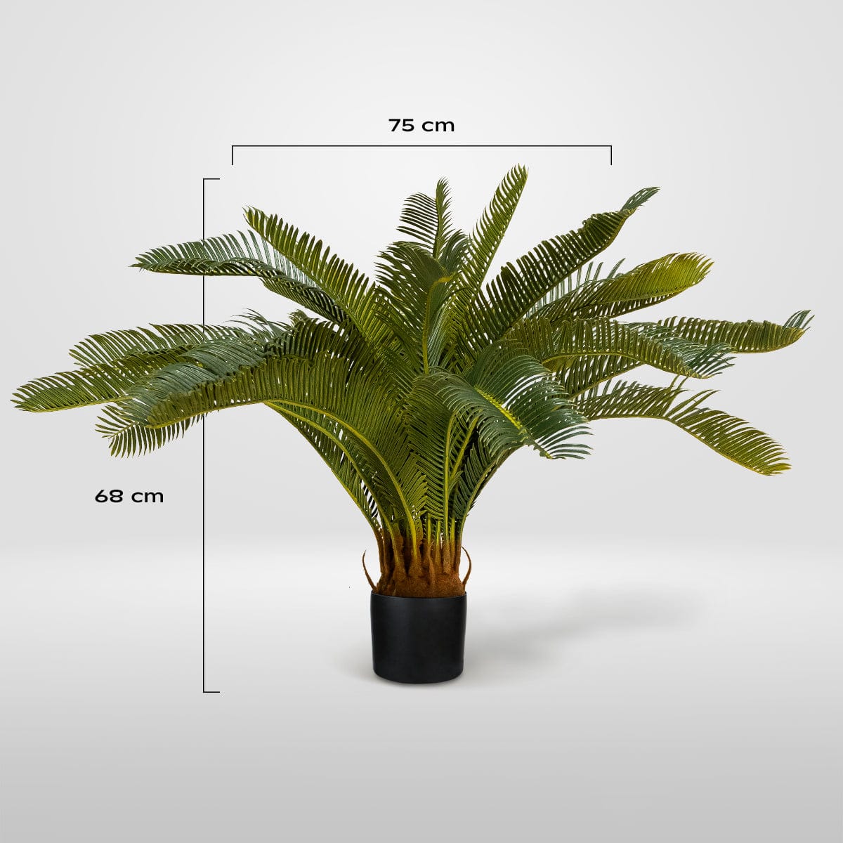Cyca Palm Tree