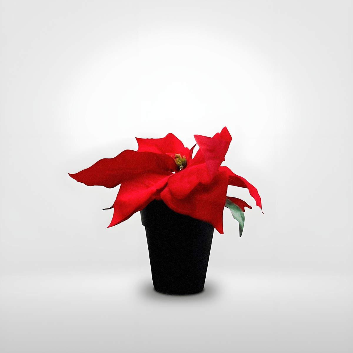 Poinsettia