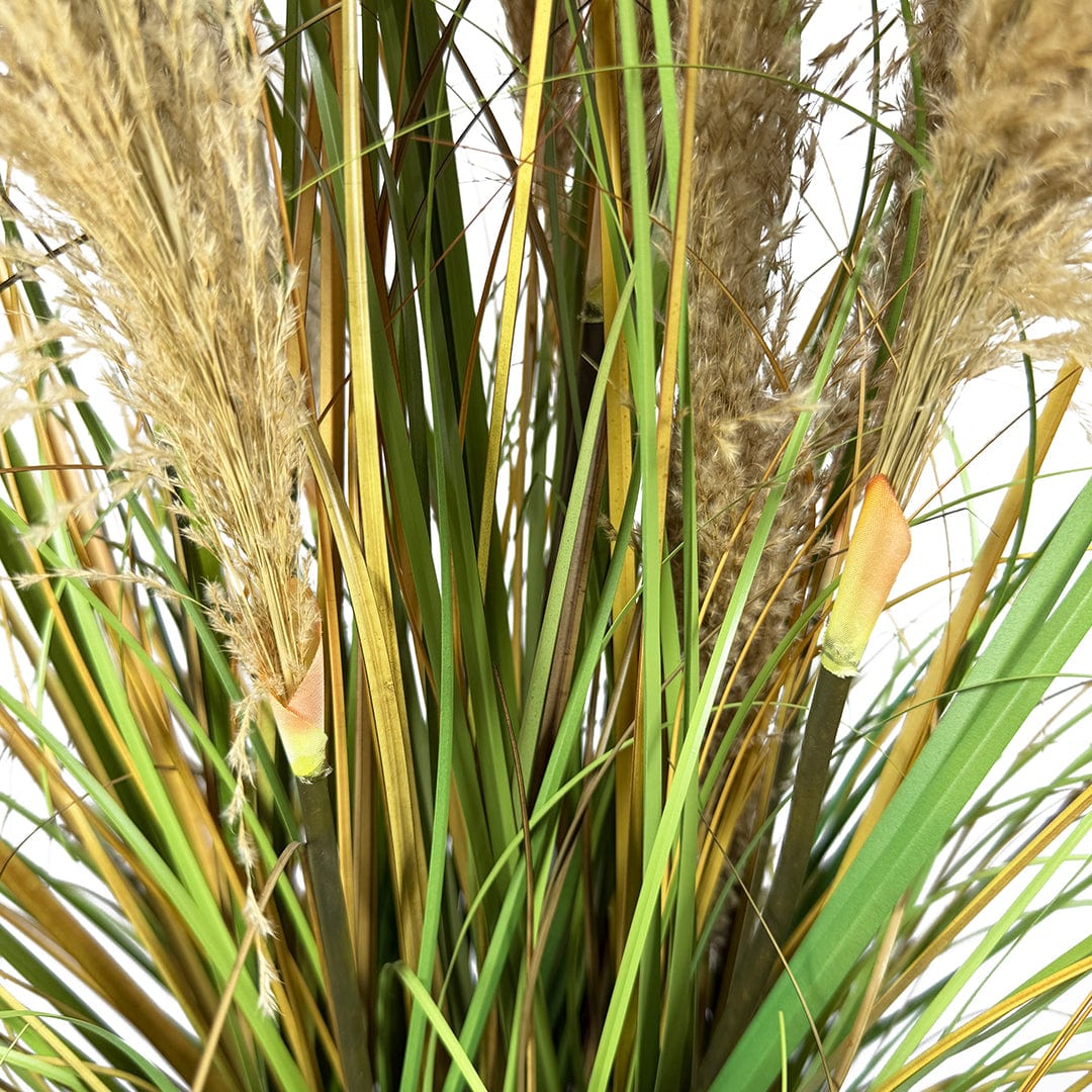 Gramínea Plumas Marrones