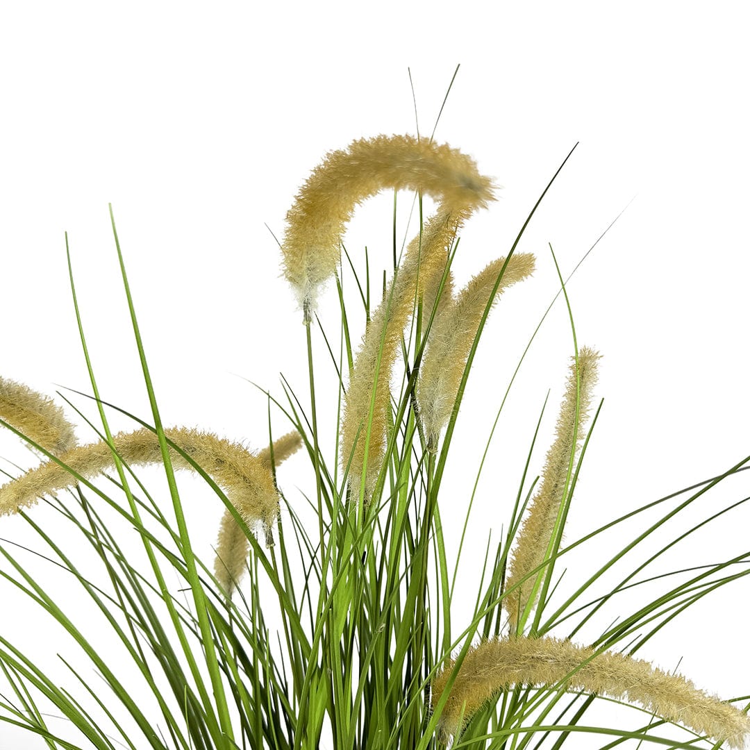 Herbe Pennisetum
