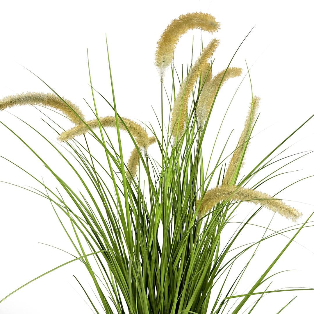 Herbe Pennisetum