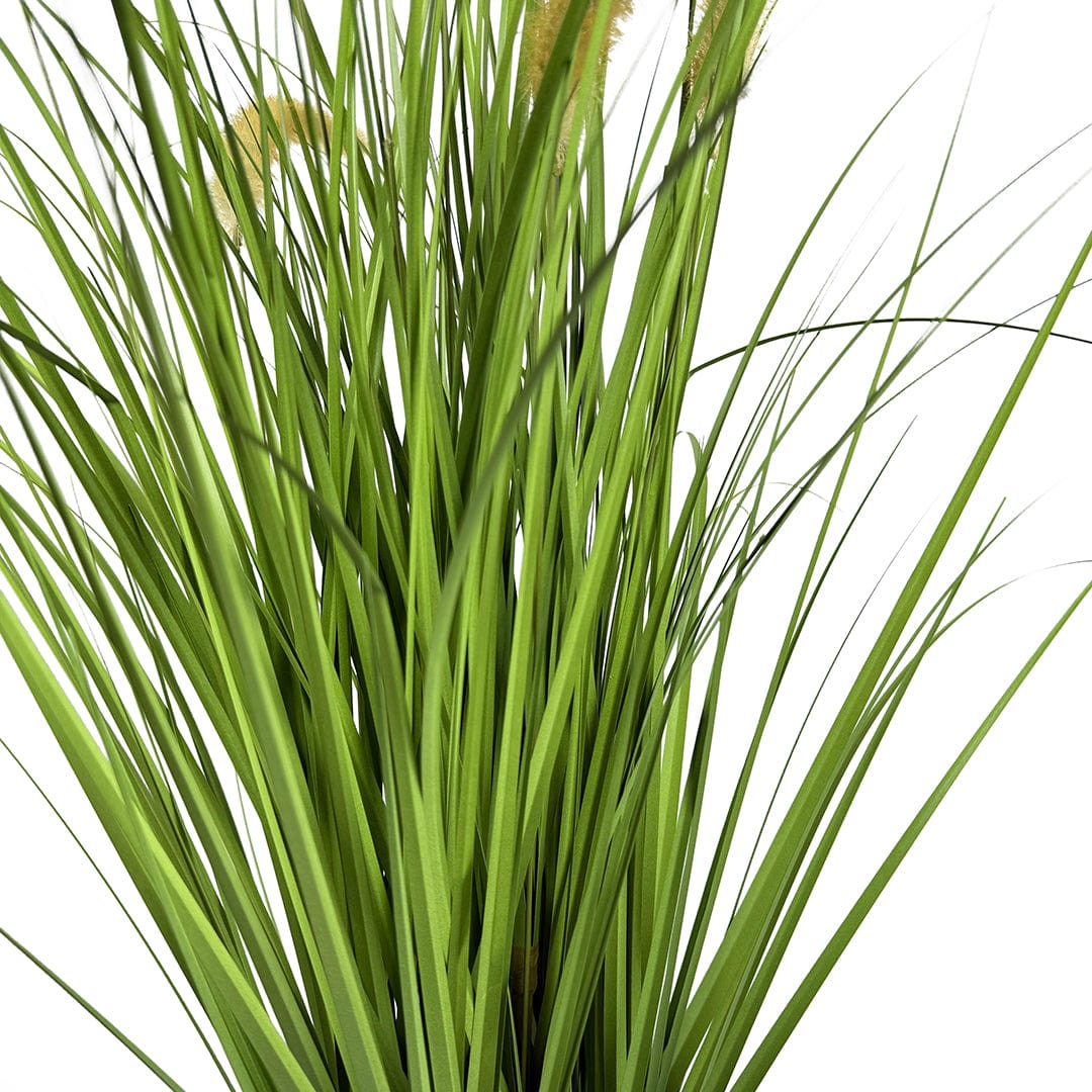 Herbe Pennisetum