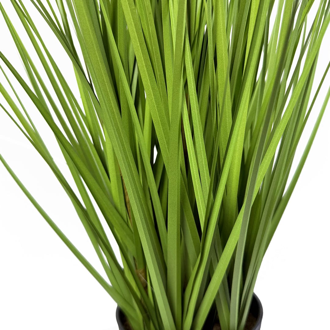 Herbe Pennisetum