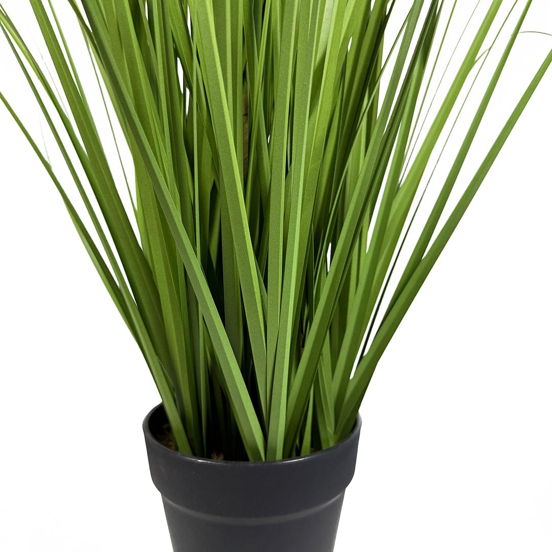 Herbe Pennisetum