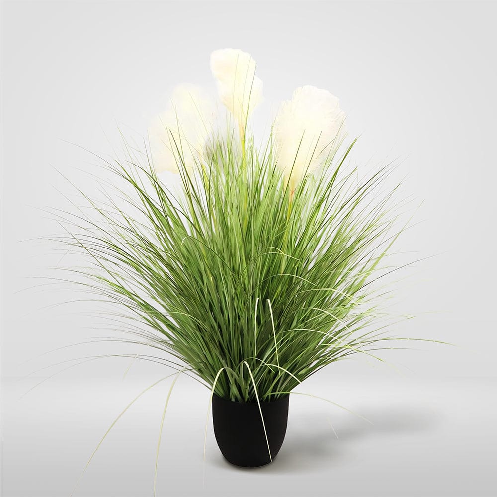 Graminacee XL