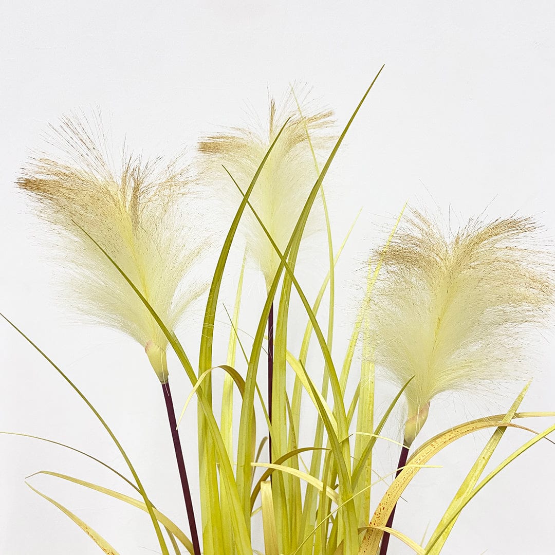 Nordic Grass