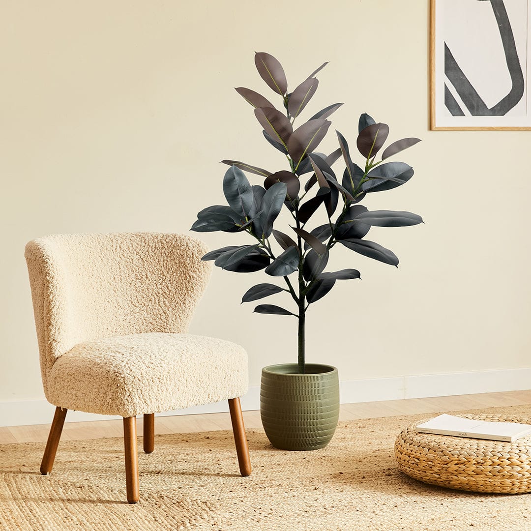 Ficus Lyrata Premium