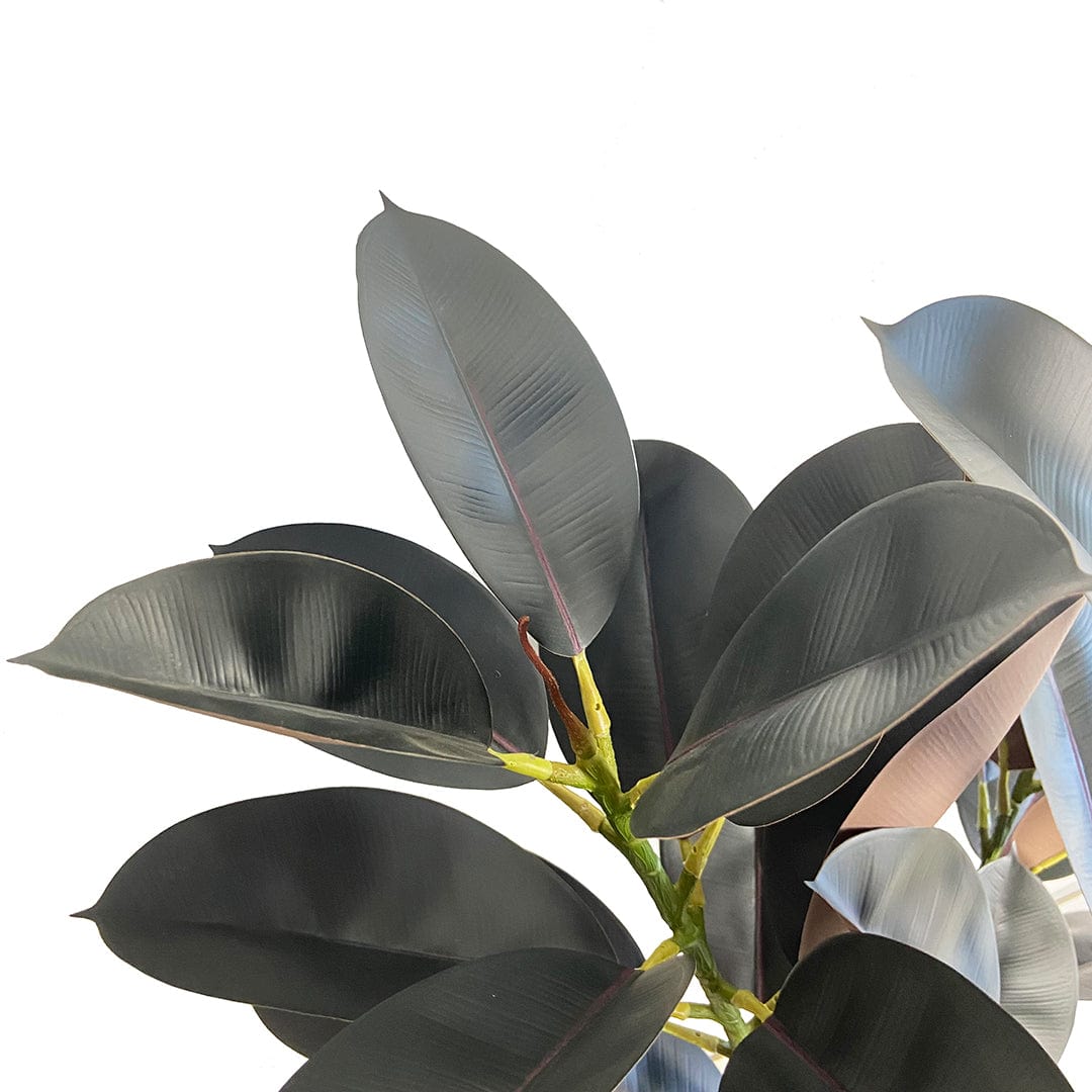 Ficus Lyrata Premium