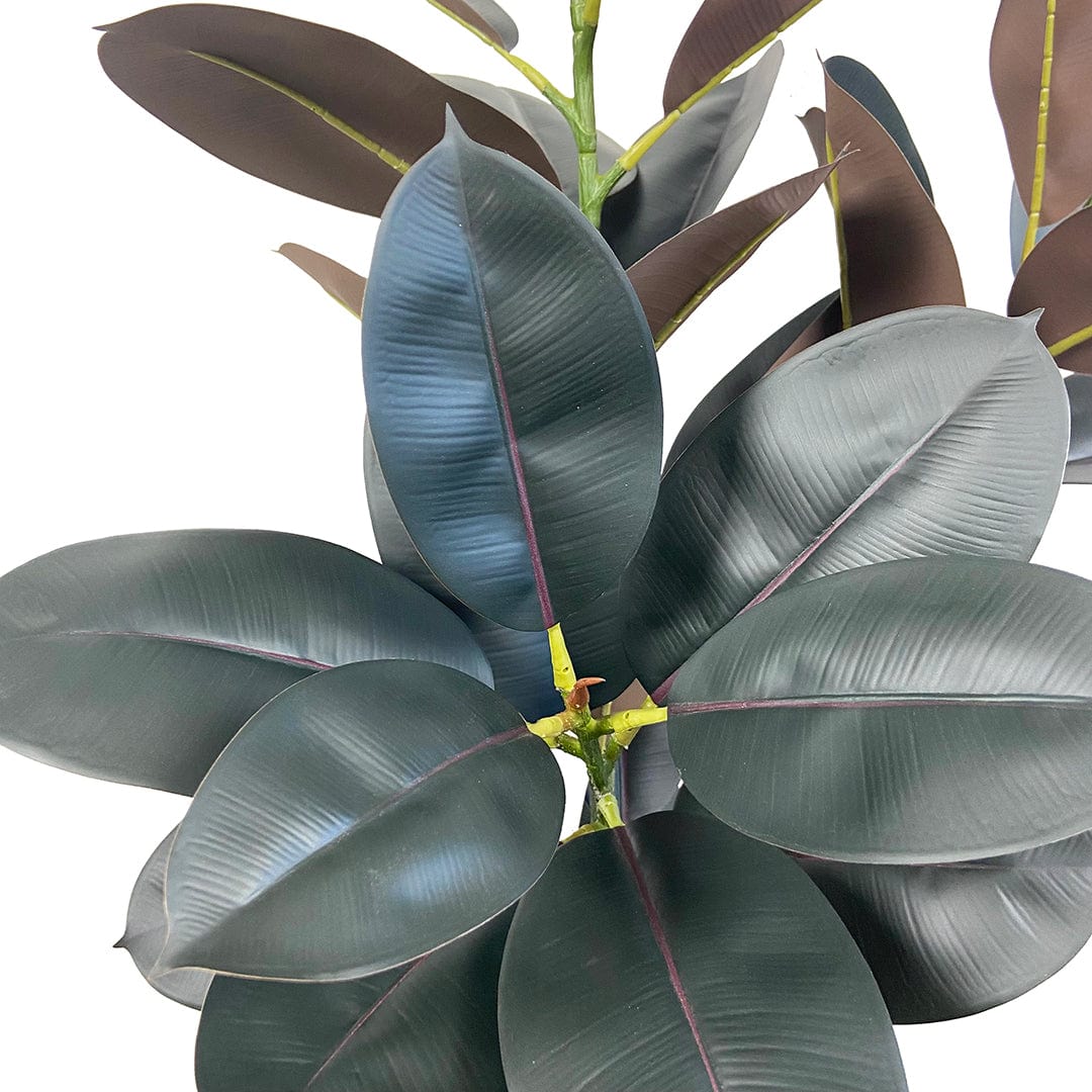 Ficus Lyrata Premium