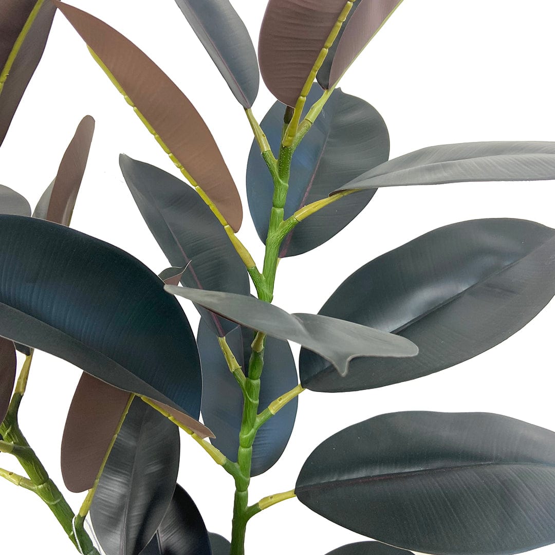 Ficus Lyrata Premium