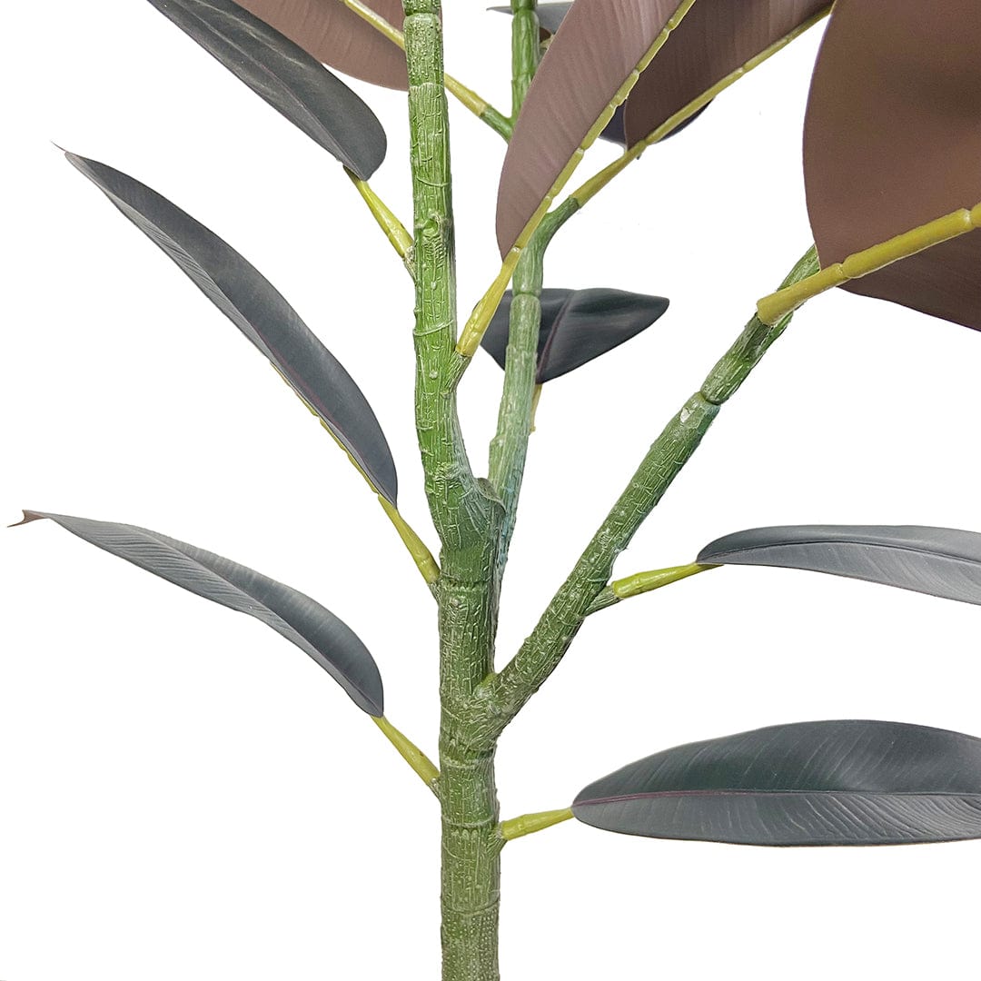 Ficus Lyrata Premium