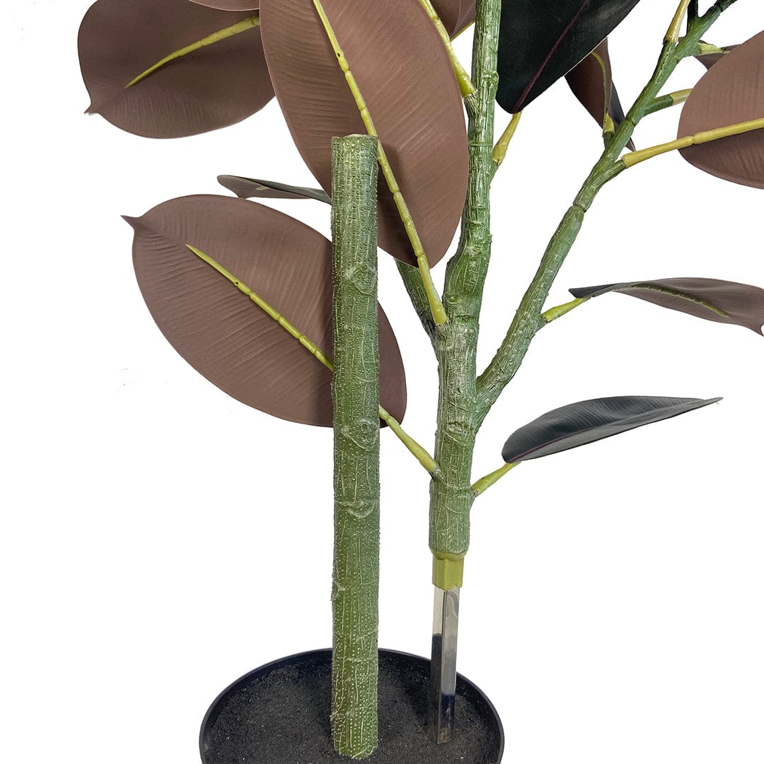 Ficus Lyrata Premium