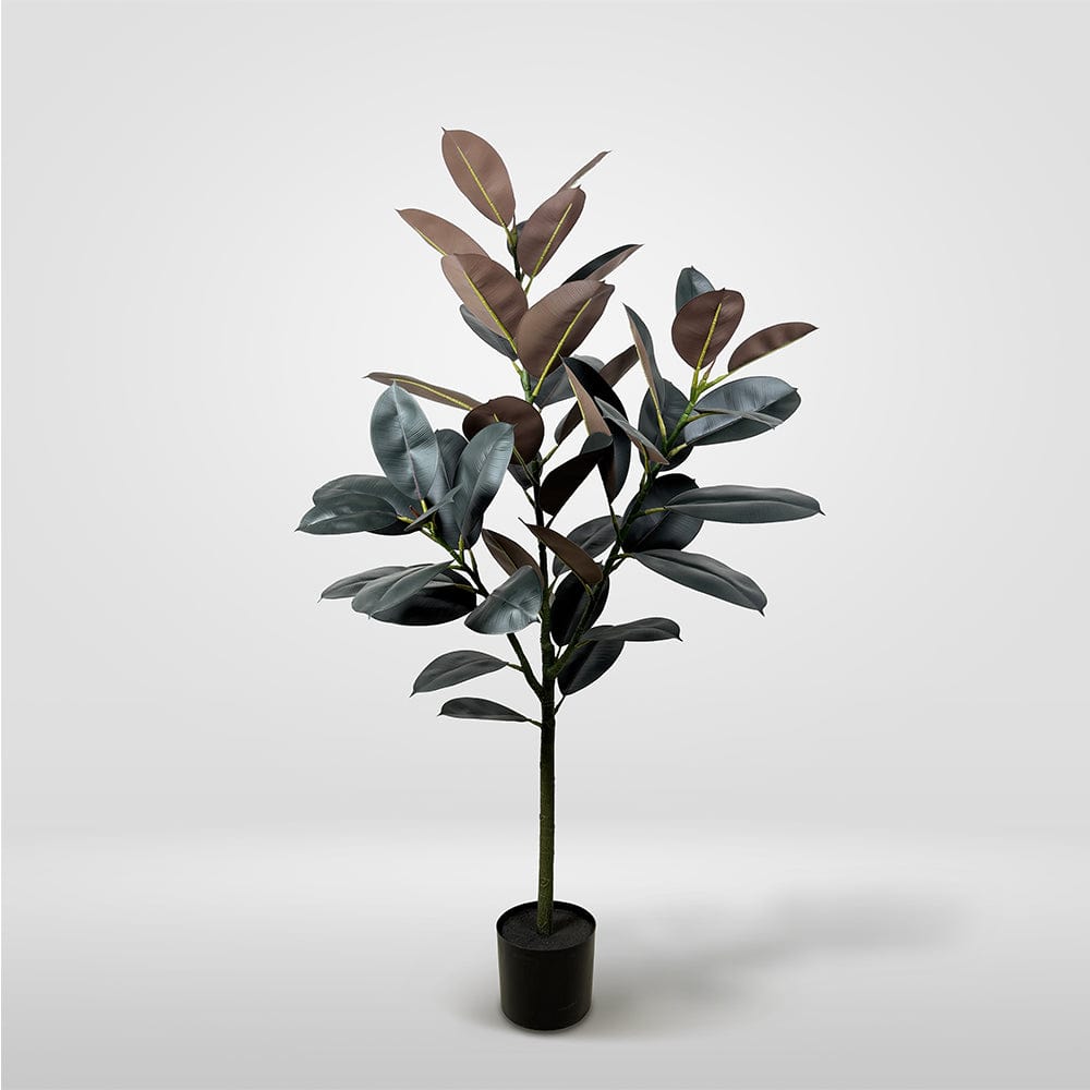 Ficus Lyrata Premium