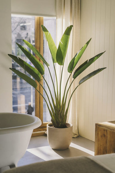 Strelitzia Tree- Artificial Plant