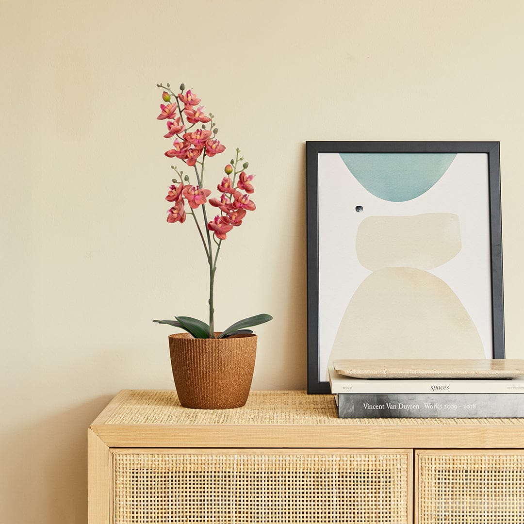 Single Orchidee Rosa