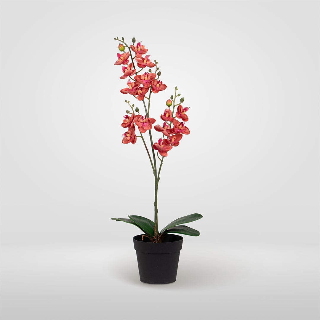 Single Orchidee Rosa