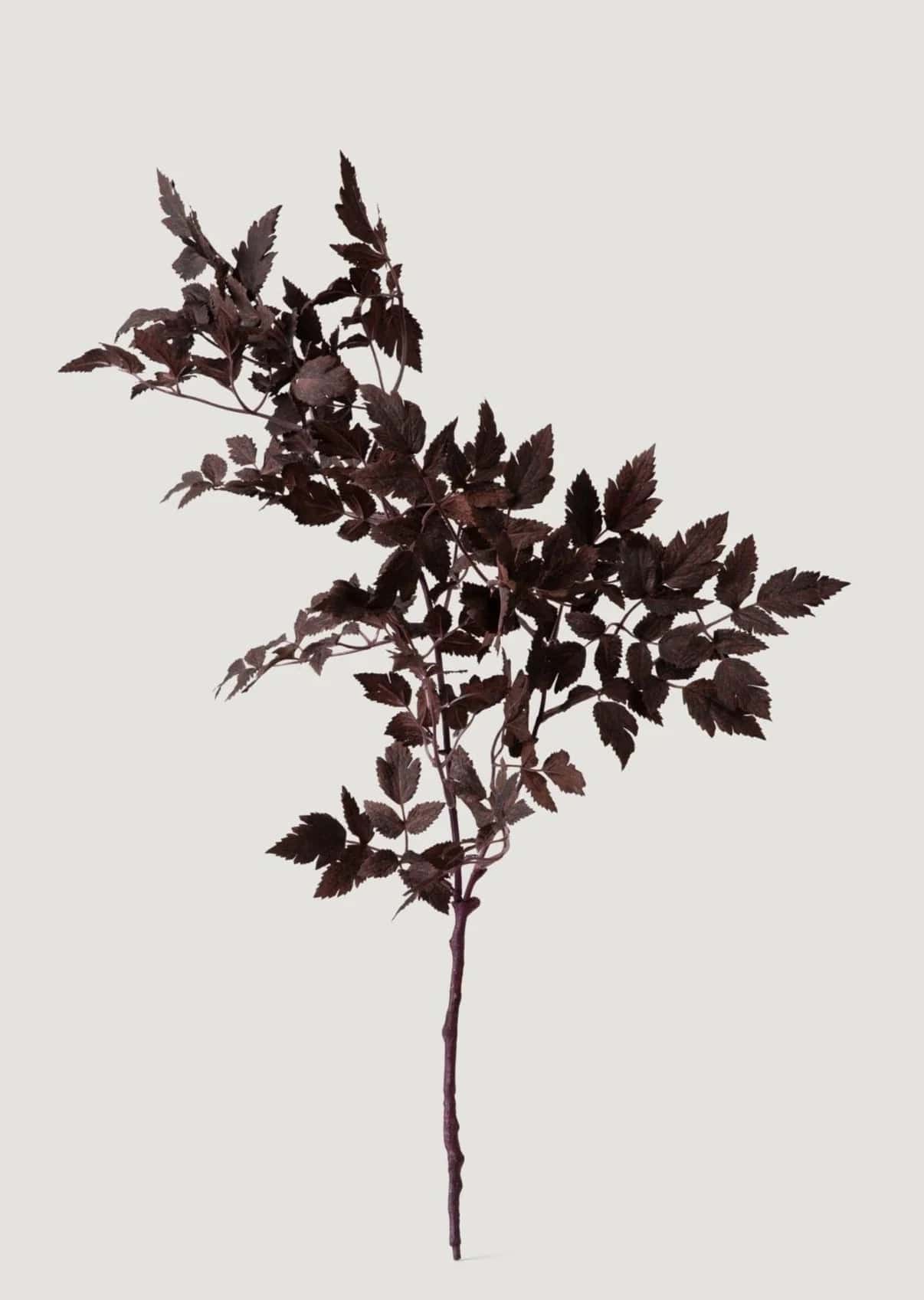 Plum-colored leaf branch