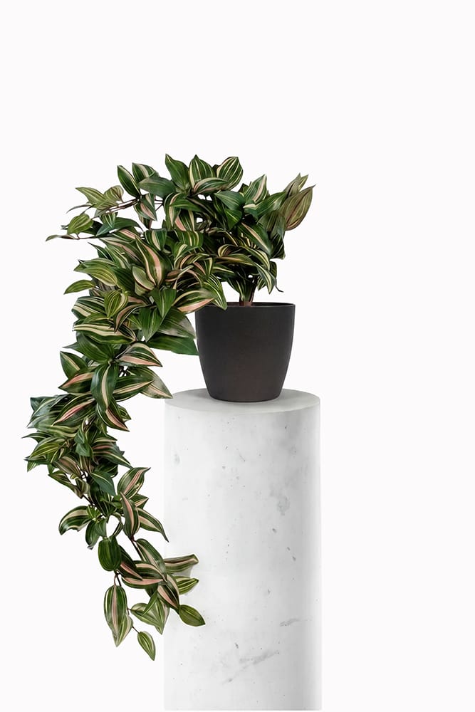 Ciondolo Tradescantia
