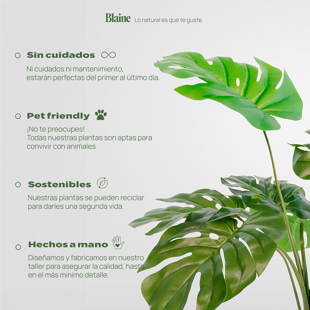 Monstera