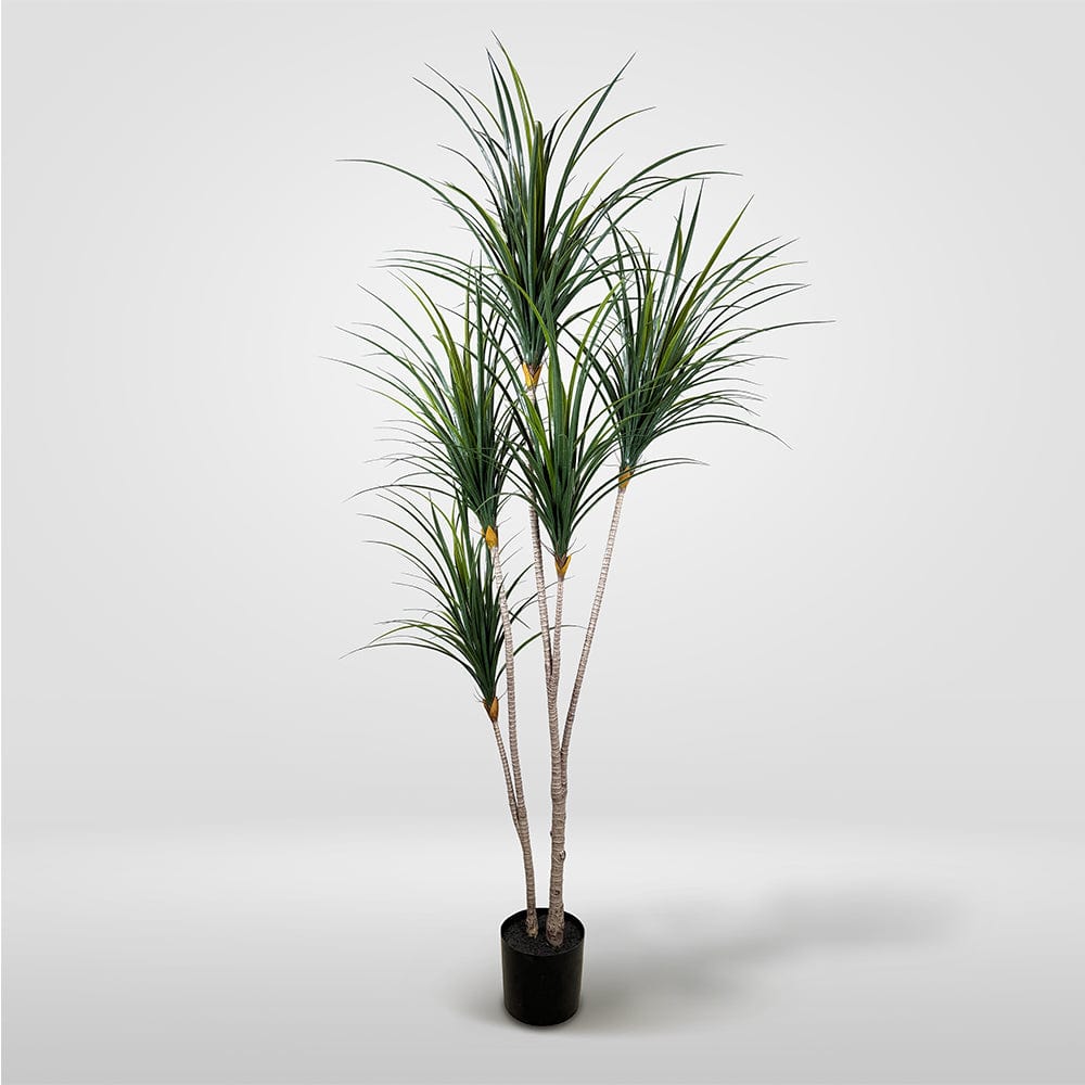 Japanese Yucca