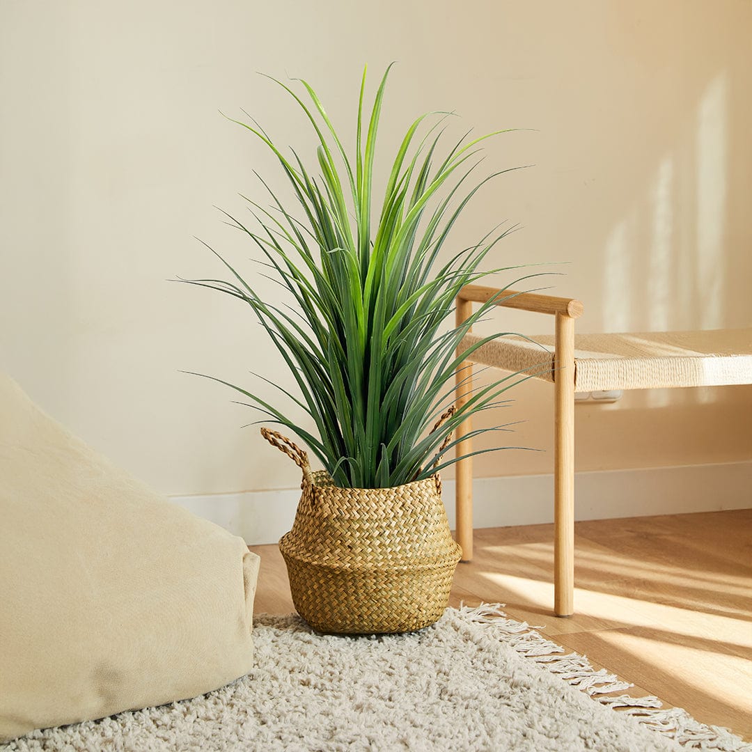 Yuca Grass