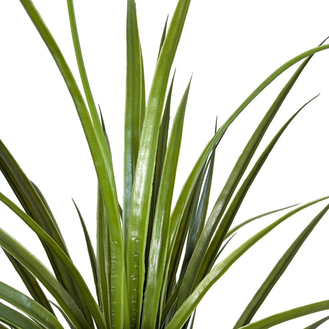 Yuca Grass