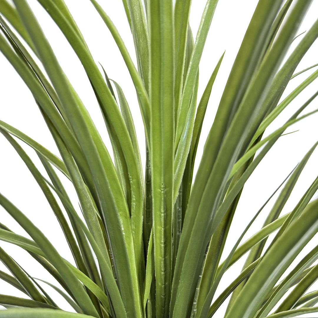 Yuca Grass