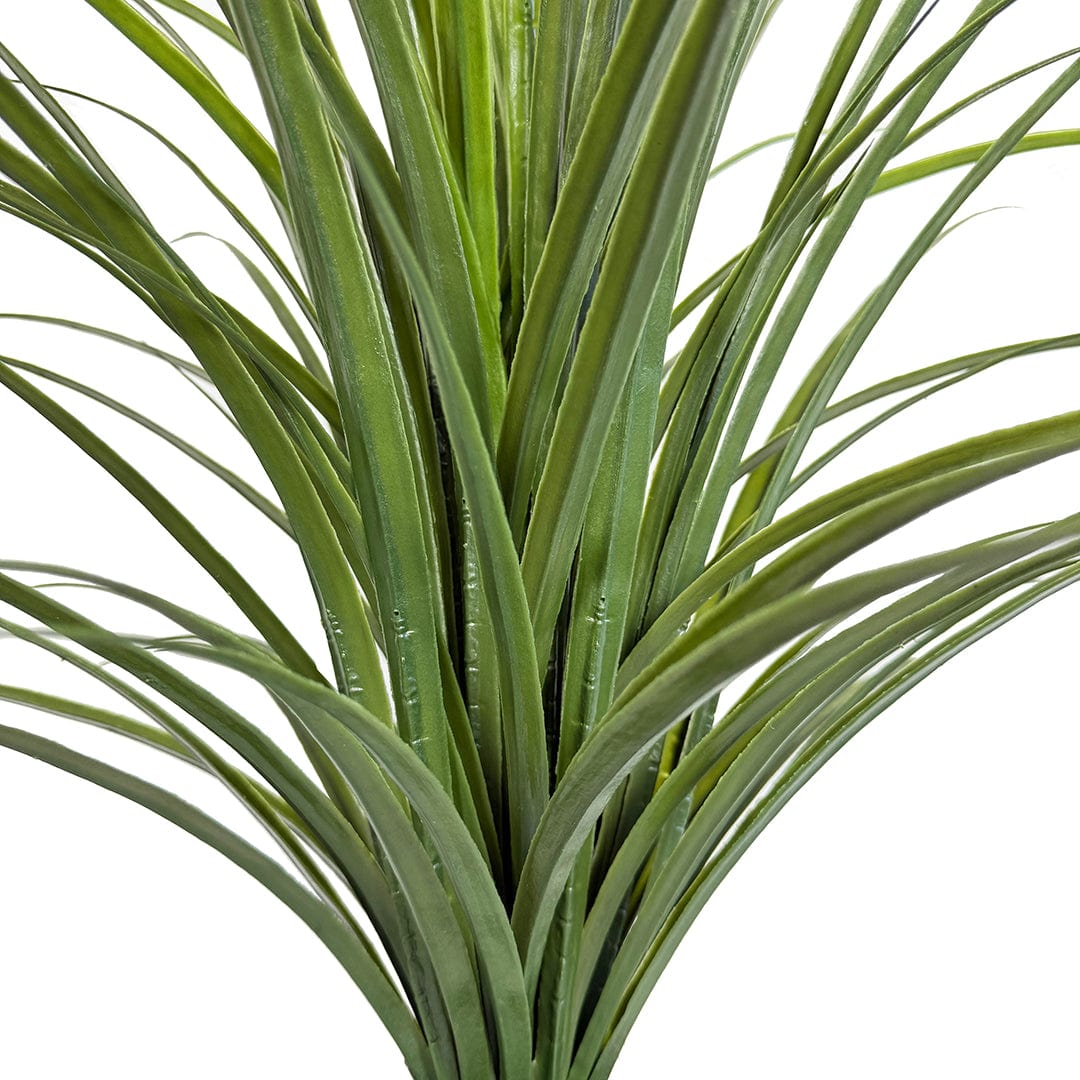Yuca Grass