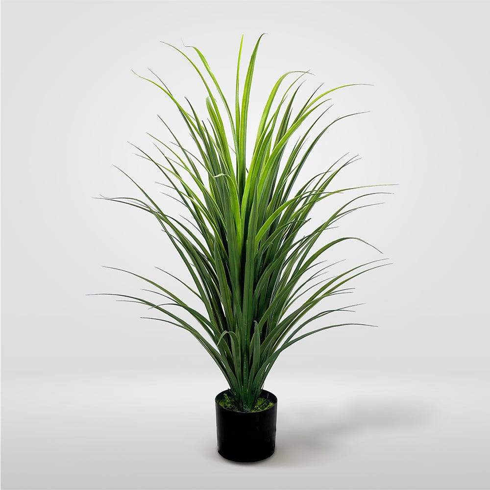 Yuca Grass