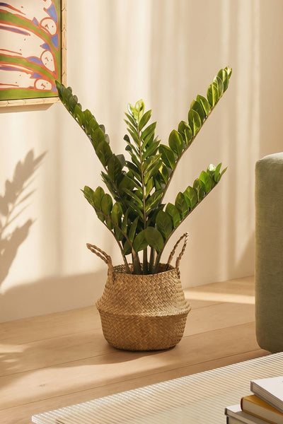 SRL.ROUNDTYPE PLANT POT-M カタチ製作所2 Pots Archives - Green Room