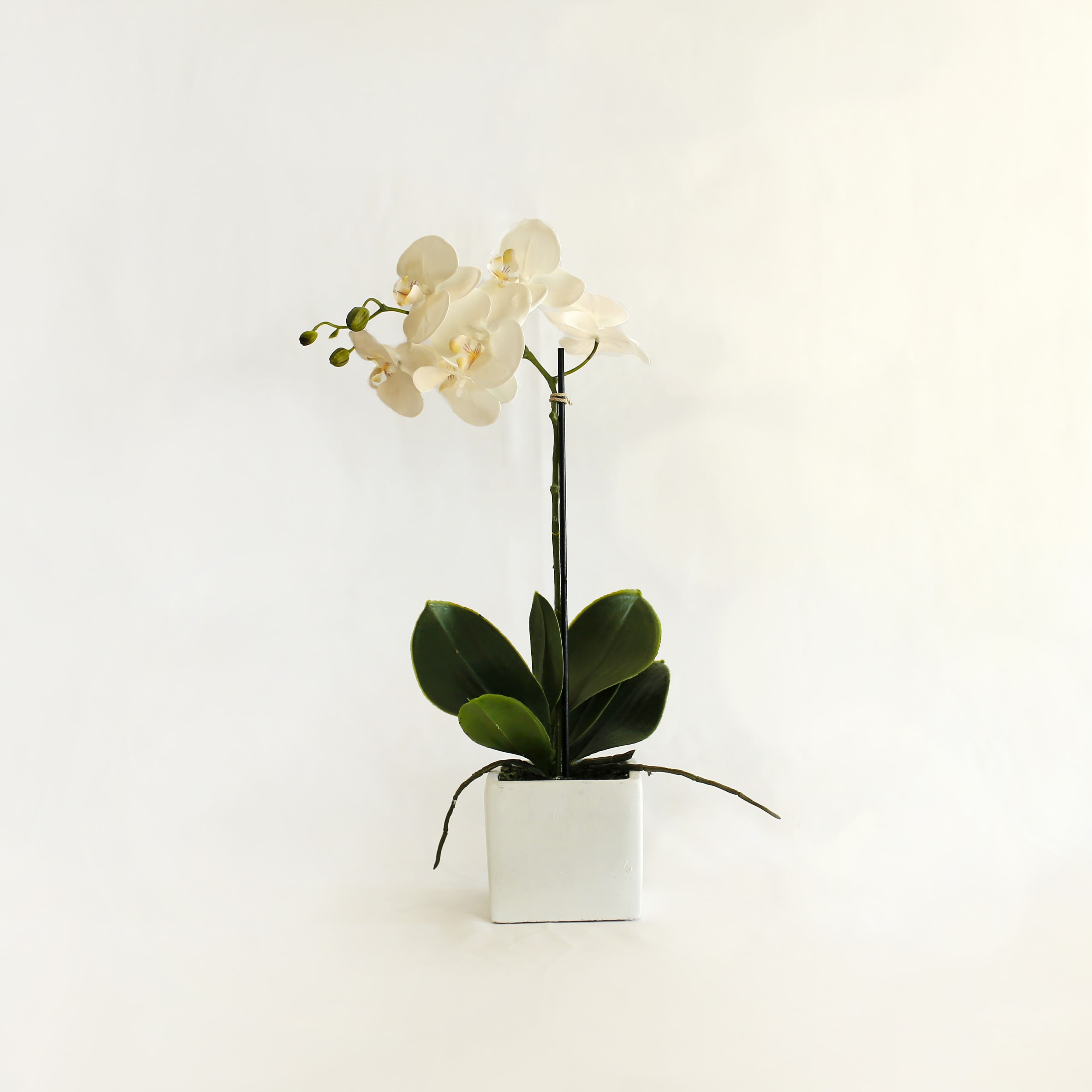 Orchidea in ceramica