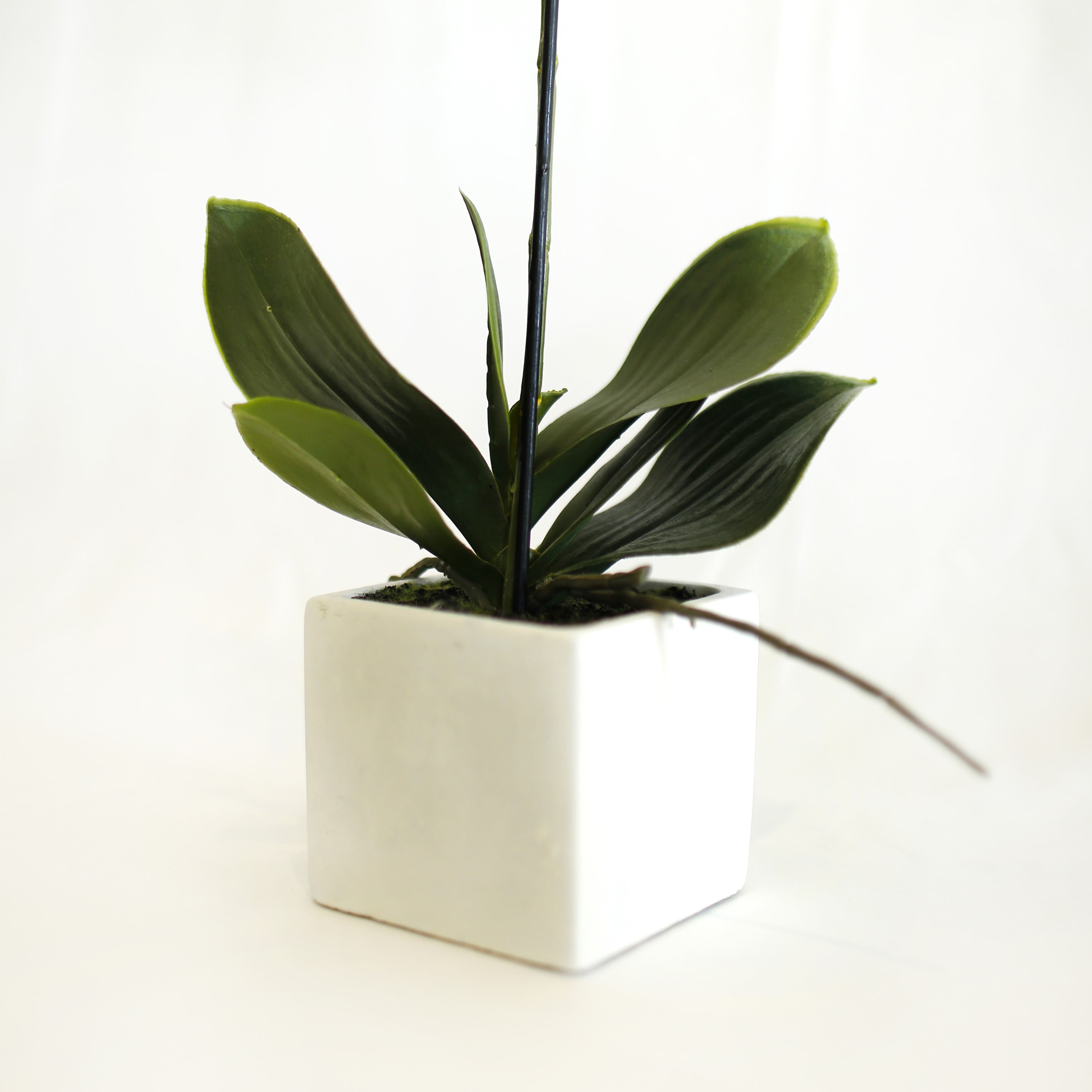Ceramic orchid