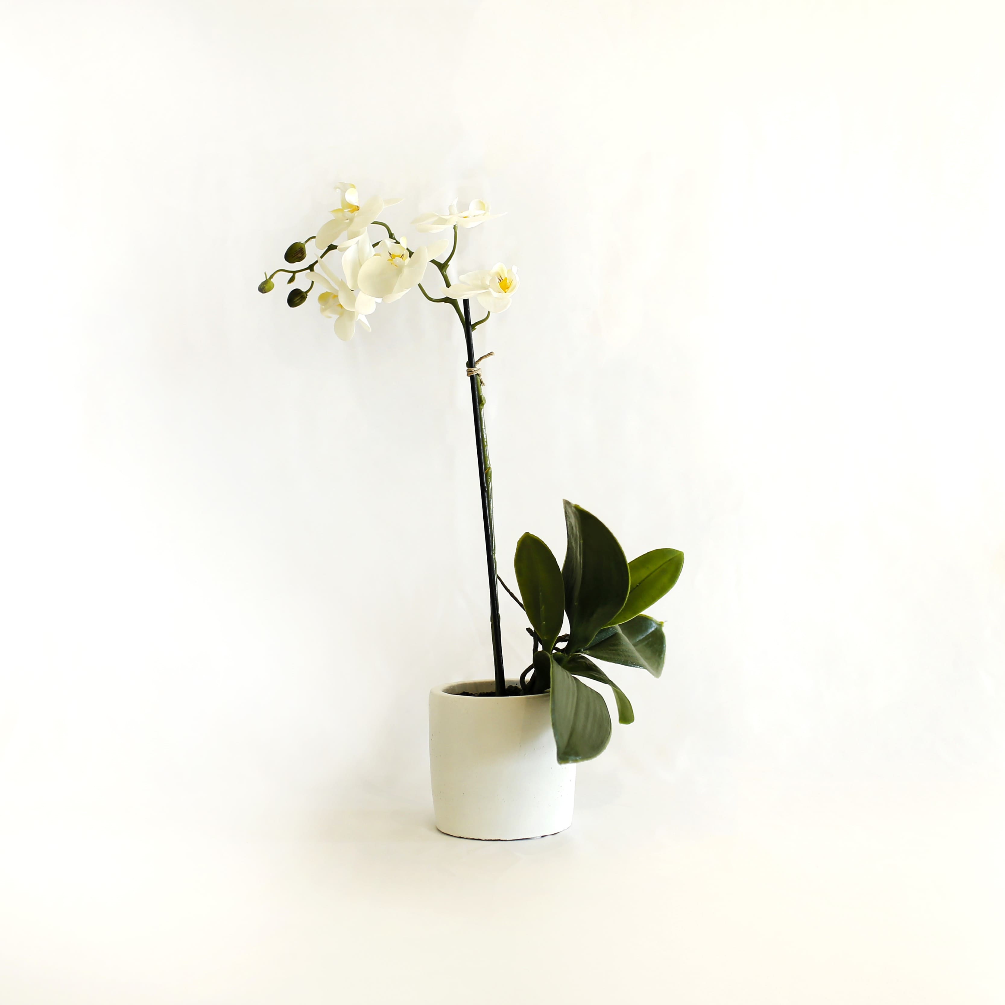Orchidea mistica bianca