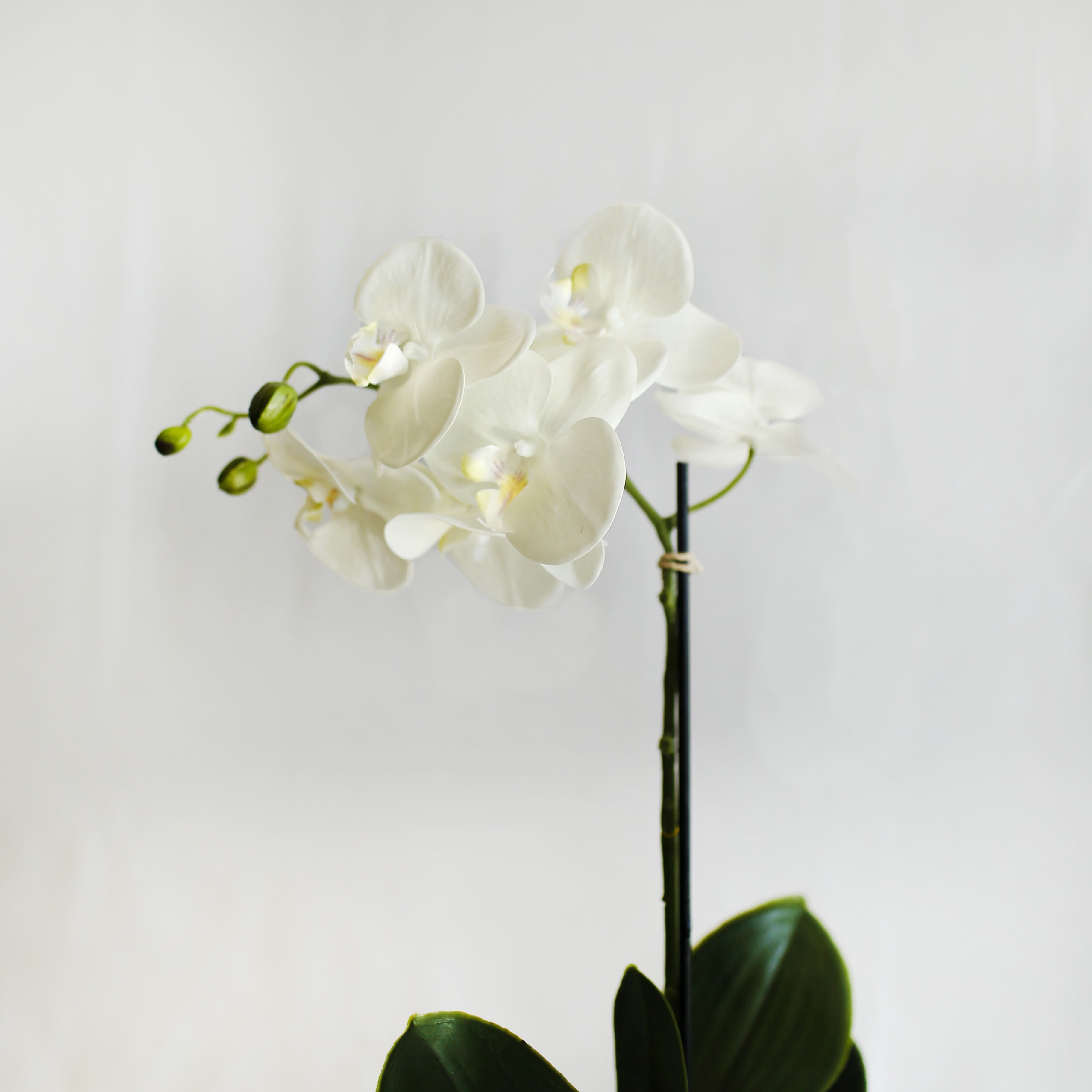 Mystische weiße Orchidee