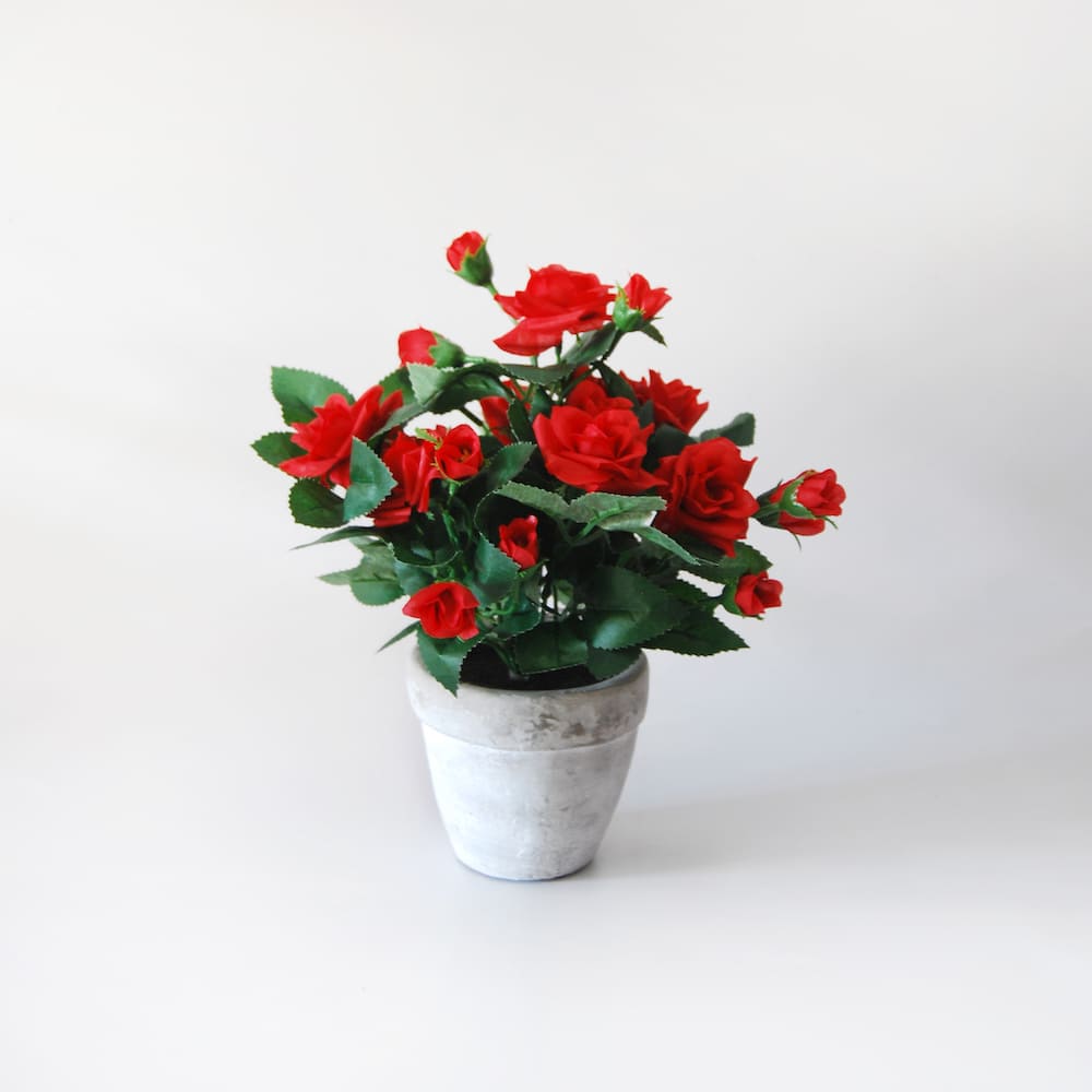 Mini Red Rose Bush